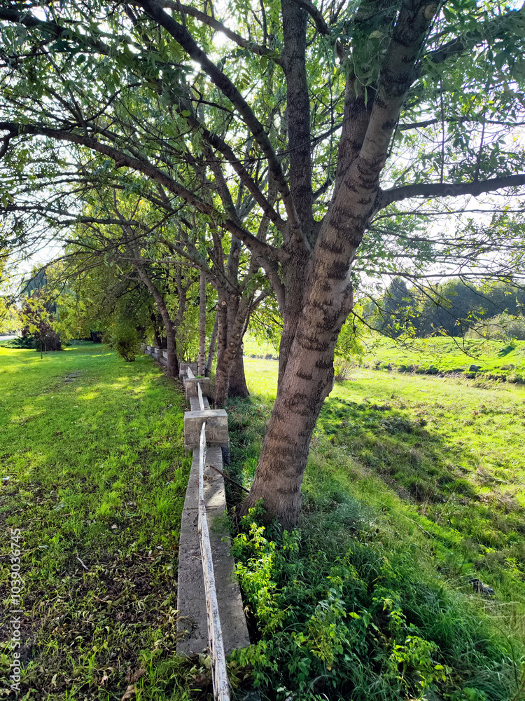 Fototapeta premium Row of Trees Lining a Stone Fence in a Peaceful Park Setting