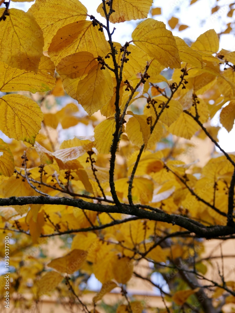 Obraz premium Herbstlaub an Buche