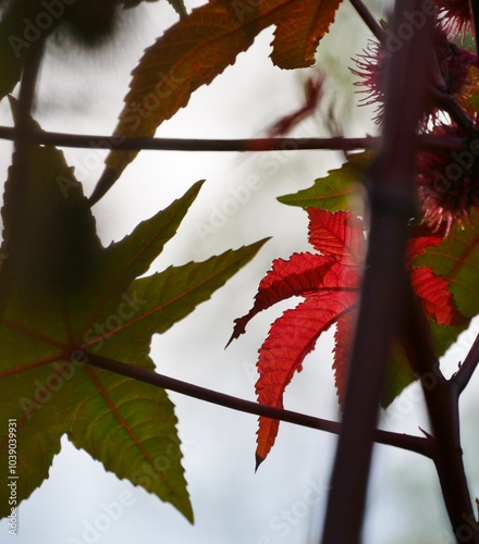 Rote und grüne Blätter im Tropenhaus photo