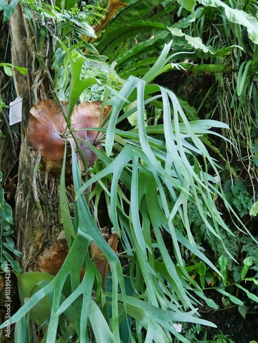 Fényképezés Geweihfarn - Platycerium bifurcatum