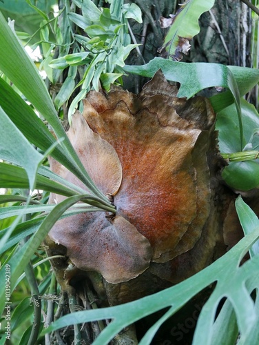 Vászonkép Geweihfarn - Platycerium bifurcatum