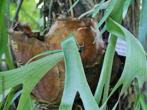 Vászonkép Geweihfarn - Platycerium bifurcatum