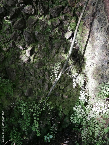schlingpflaze im Tropenhaus photo