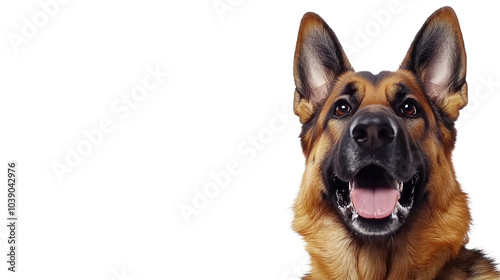 profile of german shepard dog, isolated, transparent, png background