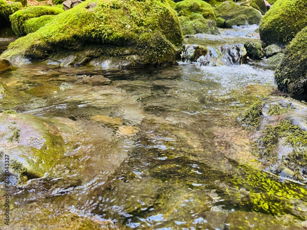 Fototapeta premium waterfall in the forest