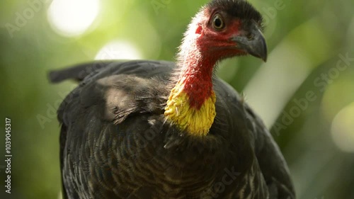 The Australian brushturkey, Australian brush-turkey, or gweela, also frequently called the scrub turkey or bush turkey, is a common, widespread species of mound-building bird.