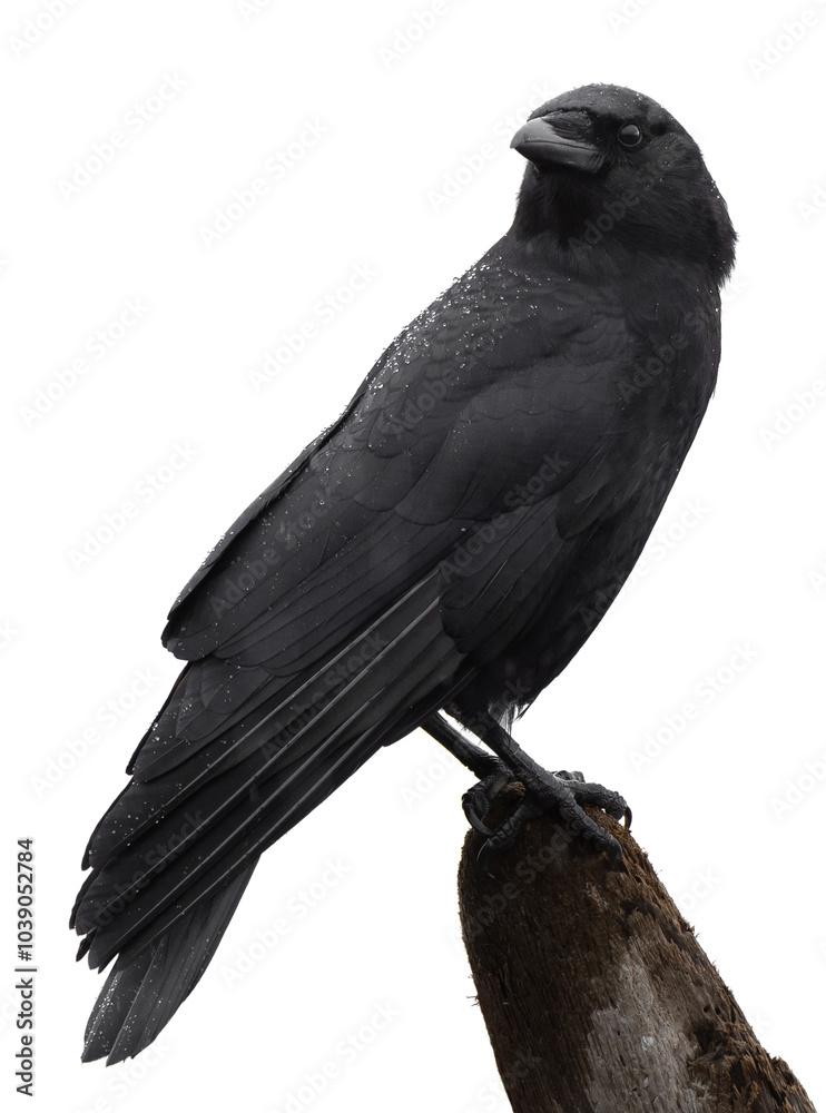 Fototapeta premium An american crow 