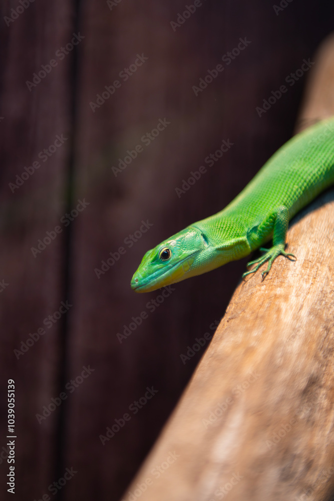 Fototapeta premium Green Keeled Bellied Lizard