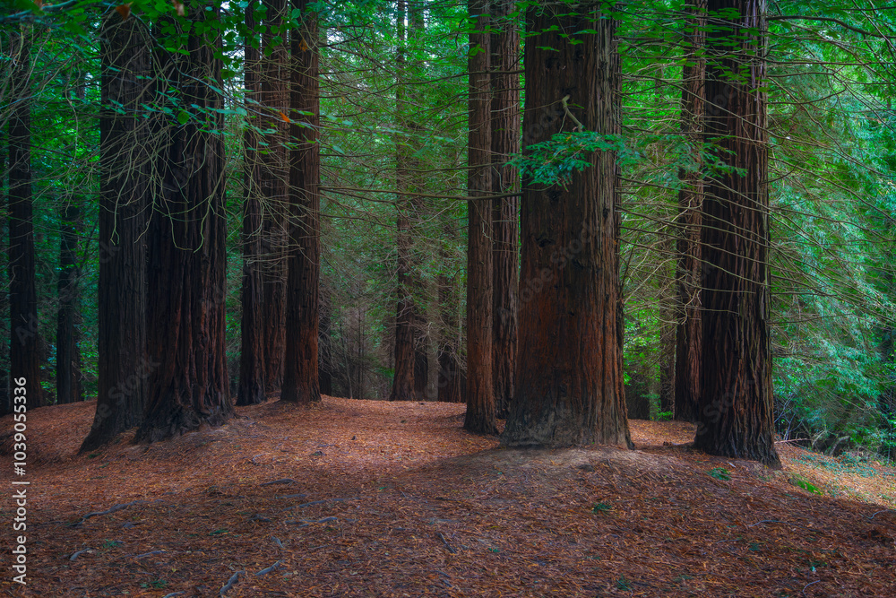 A forest of giants