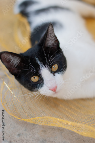 gato negro con blanco fondo amarillo photo