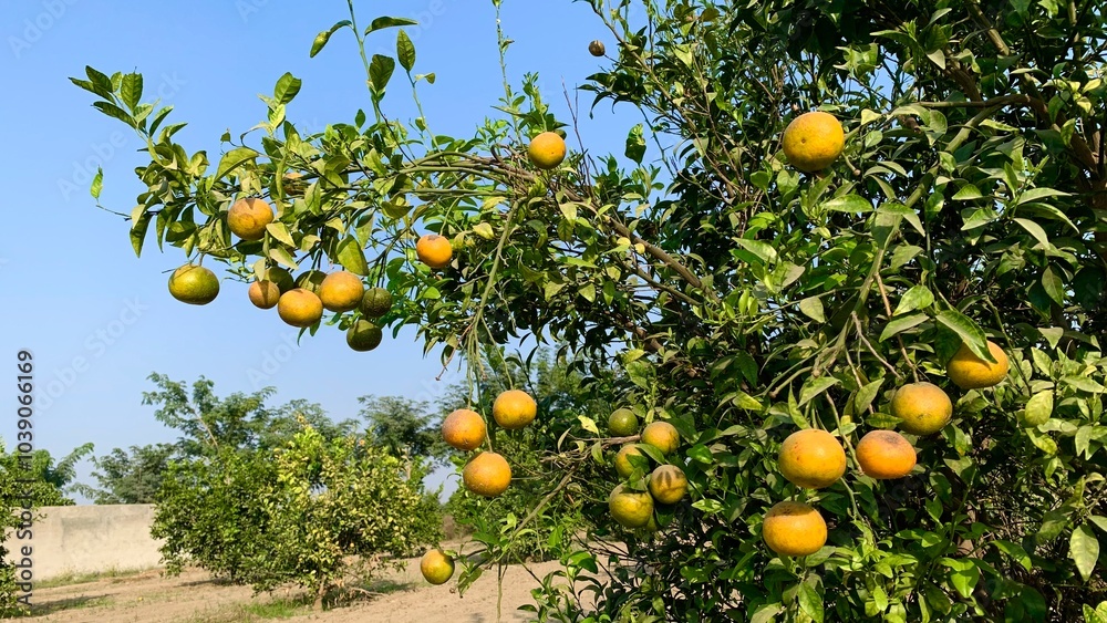 Close-up of green and yellow trifoliate orange fruits, detailed texture, citrus plant, ripe and unripe fruits, natural fruit color contrast, Close-up of green and yellow trifoliate orange fruits, detailed texture, citrus plant, ripe and unripe fruits, natural fruit color contrast,