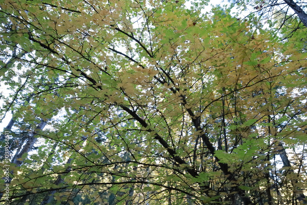 Fototapeta premium tree in fall
