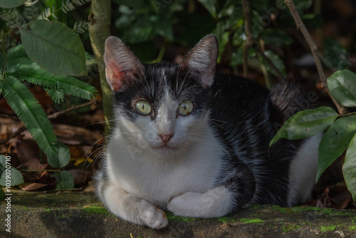 Brazilian Wildlife is very beautiful have many species with colorful variables. Are apes, lizards, mammals, felins, caimans, cats, bats, crabs, spiders, snakes and many others. photo