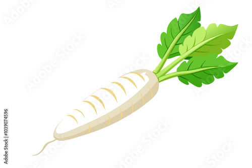 Single fresh daikon radish root isolated