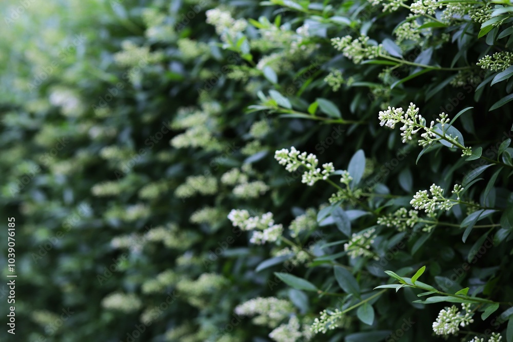 dense cluster of small white flowers and dark green lush foliage. concepts: floral aesthetics, beauty of natural ecosystems, nature articles and blogs, gardening, plant care, website background.