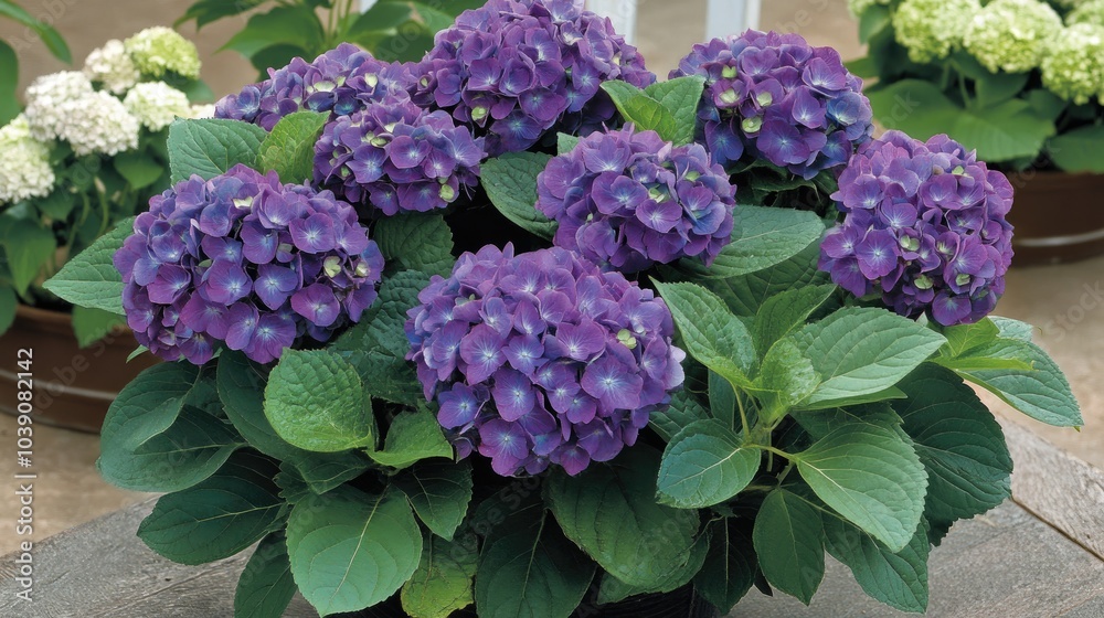 Vibrant Purple Hydrangeas in a Greenery Setting Vibrant Purple Hydrangeas in a Greenery Setting