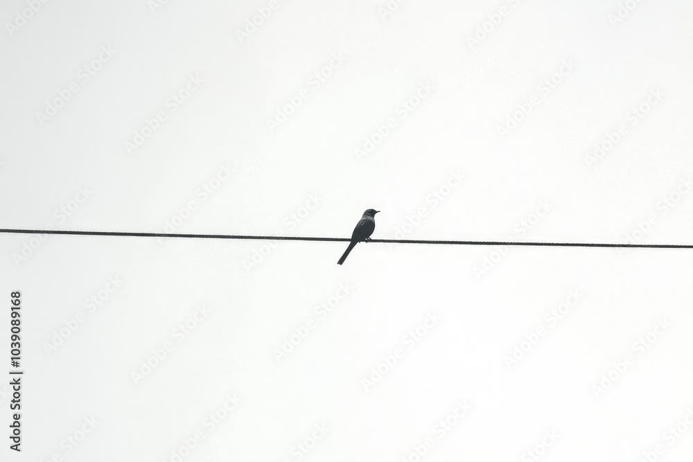 A Single Bird Perched on a Wire Against a Clear Sky A Single Bird Perched on a Wire Against a Clear Sky