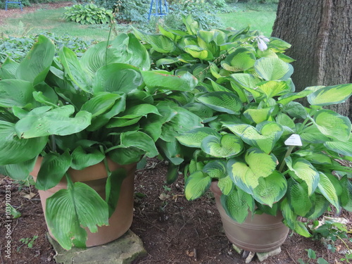 lettuce in the garden photo