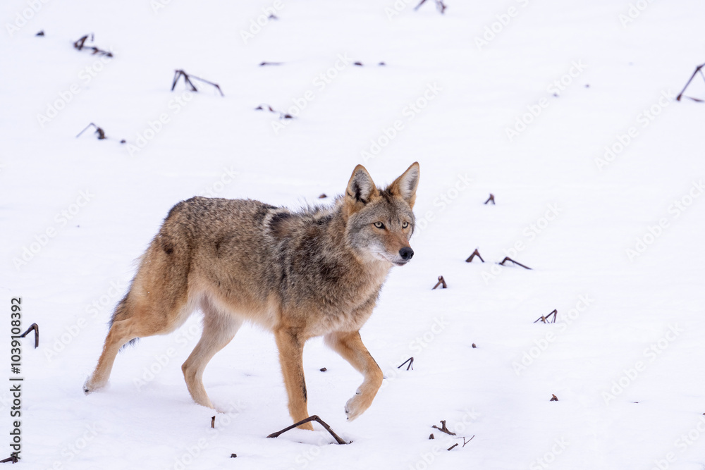 Fototapeta Coyote walking through the snow