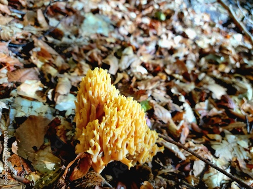 Ramaria flava - European yellow coral mushroom photo