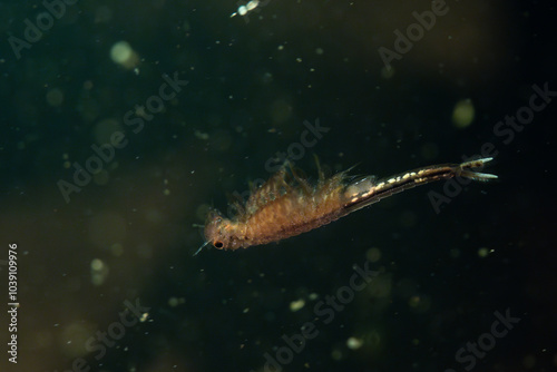 Fairy shrimp swimming in vernal pool