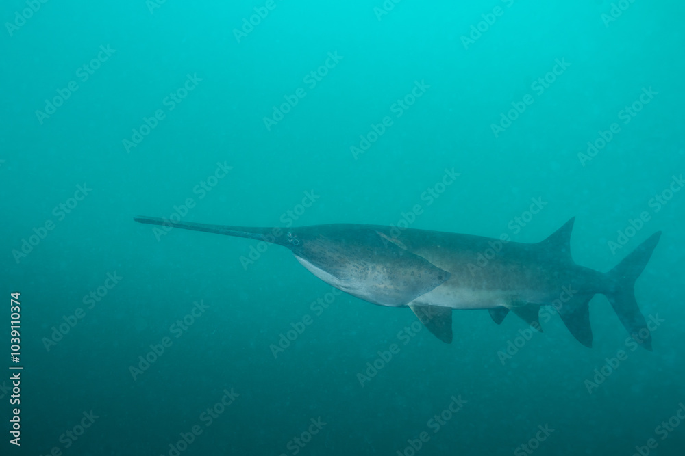 Fototapeta premium American paddlefish swimming in blue lake with mouth closed