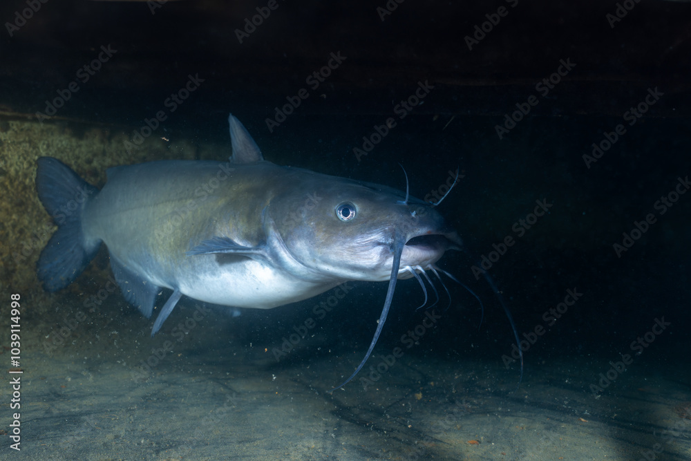 Channel catfish hiding in dark cave Channel catfish hiding in dark cave