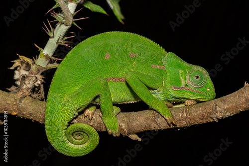 A cute flap-necked chameleon (Chamaeleo dilepis) on a branch