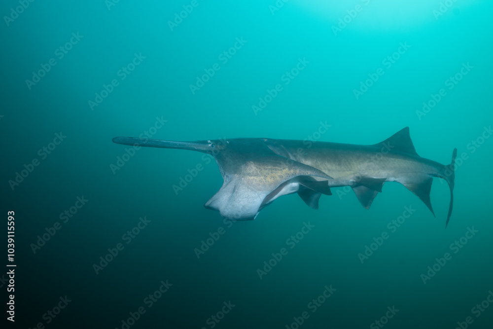 Fototapeta premium American paddlefish feeding on plankton in lake
