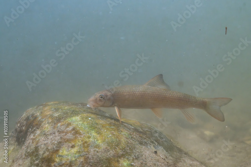 Striped jumprock eating algae on a rock photo