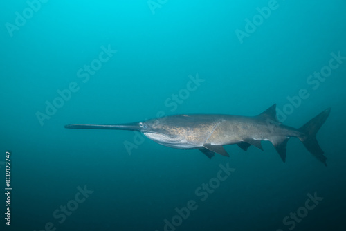 American paddlefish swimming in blue lake with mouth closed photo