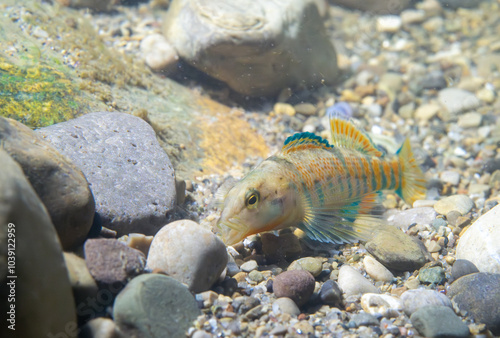 Fotografie Rainbow darter eating at the bottom of the river