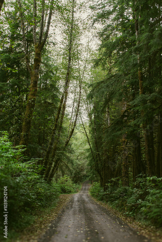 Road in the Forest