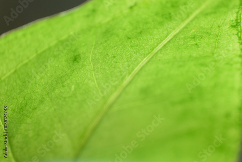 Green Leaf Macro