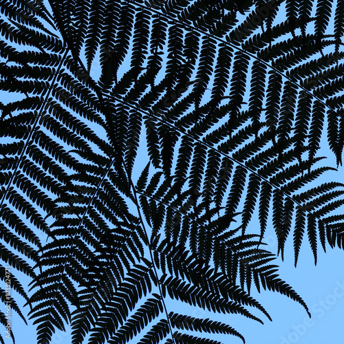 Detail of fern tree seen from below, New Zealand.