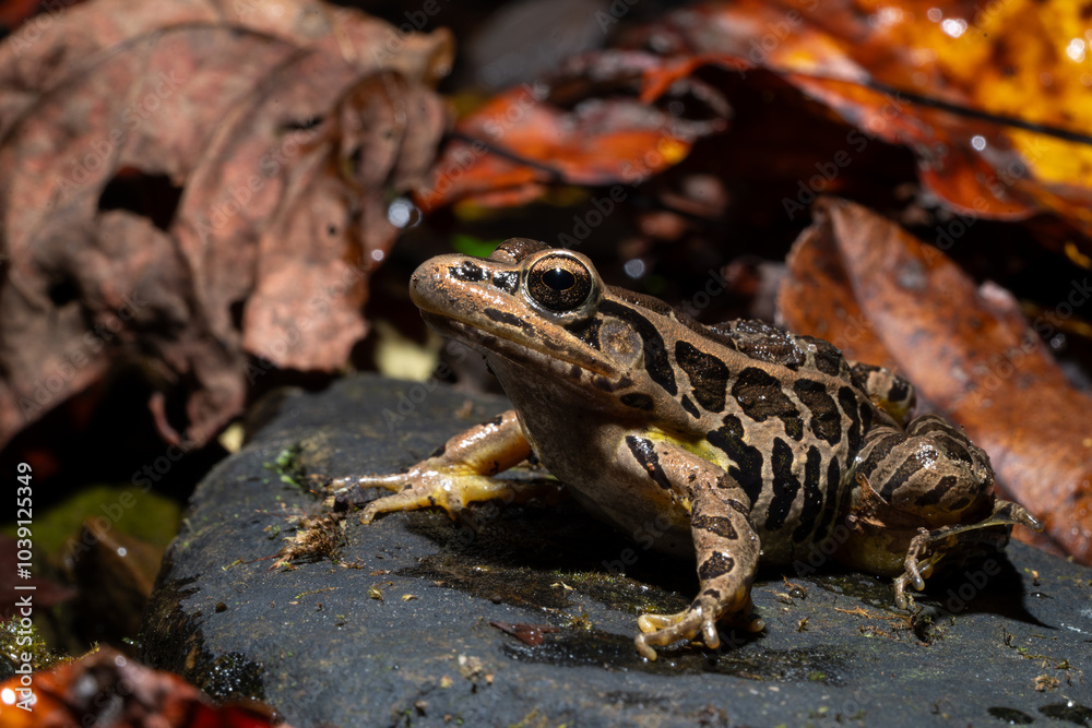 Leopard frog on a rock Leopard frog on a rock