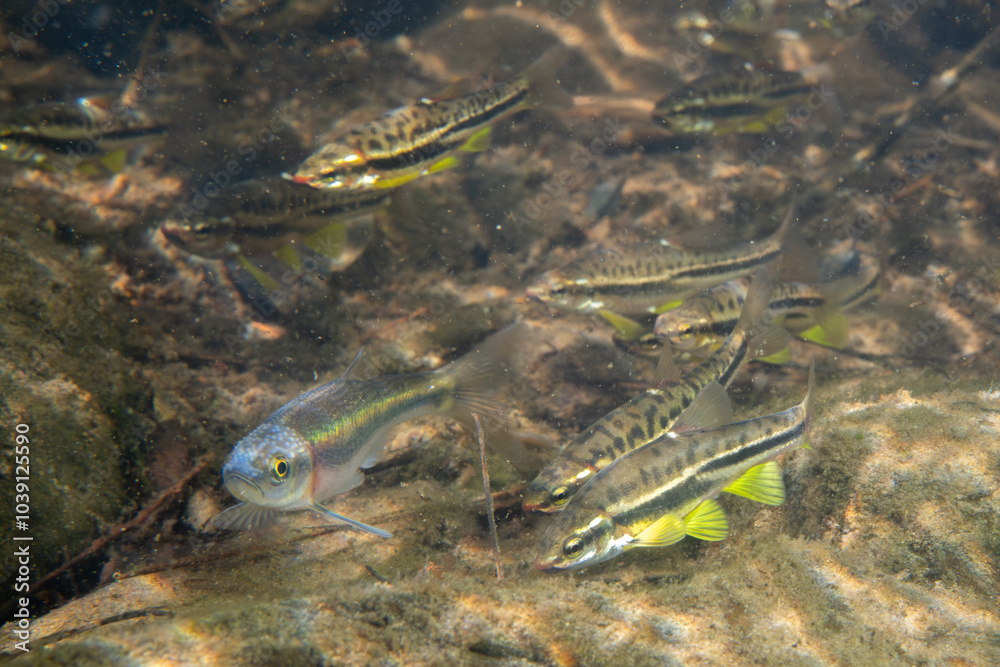 Fototapeta premium School of mountain redbelly dace and rosyside dace in river