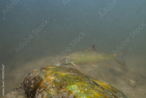 Striped jumprock eating algae on a rock photo