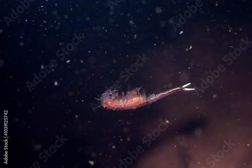 Fairy shrimp swimming in vernal pool photo