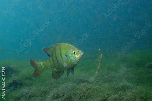 Florida Springs bluegill in crystal clear water photo