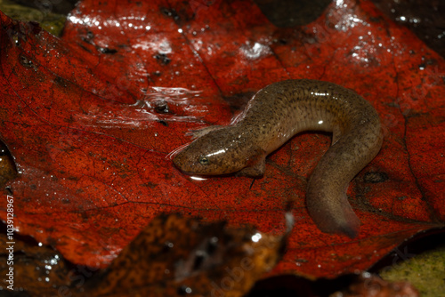 Fototapeta Naklejka Na Ścianę i Meble -  Juvenile eastern newt on a red leaf