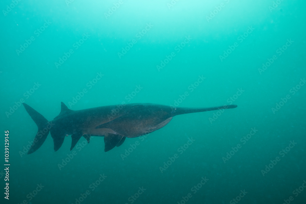 Obraz premium American paddlefish swimming in blue lake with mouth closed