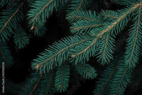 Green Abies Or Christmas Tree Branch Background, copy space background - generative ai