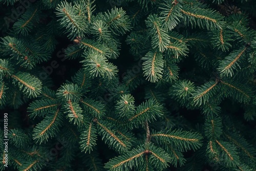 Green Abies Or Christmas Tree Branch Background, copy space background - generative ai