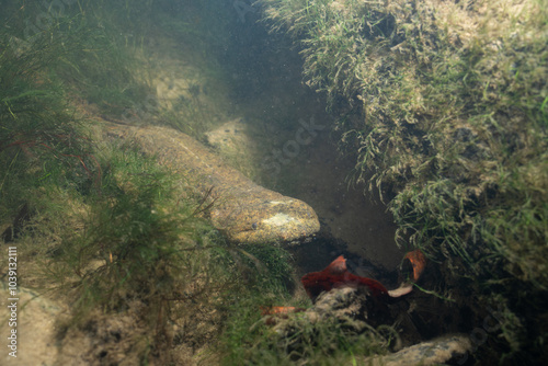 Eastern hellbender on mossy riverbed