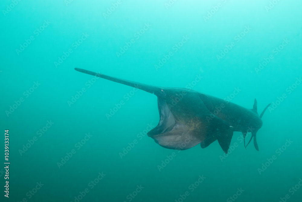 Fototapeta premium American paddlefish feeding on plankton in lake