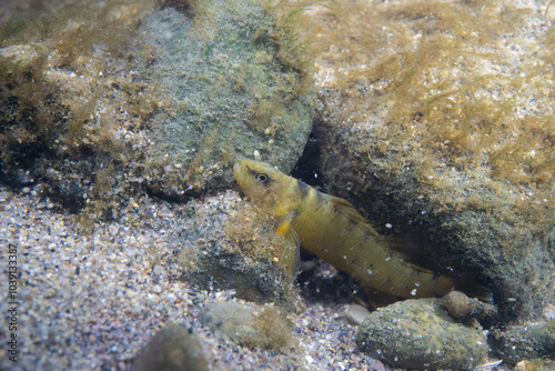 Tippecanoe darter at the bottom of a river photo