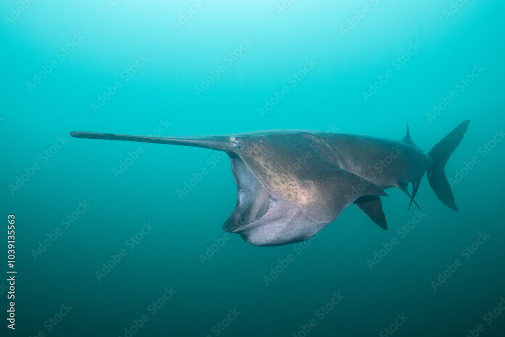 Obraz premium American paddlefish feeding on plankton in lake