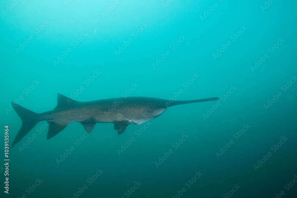 Obraz premium American paddlefish swimming in blue lake with mouth closed