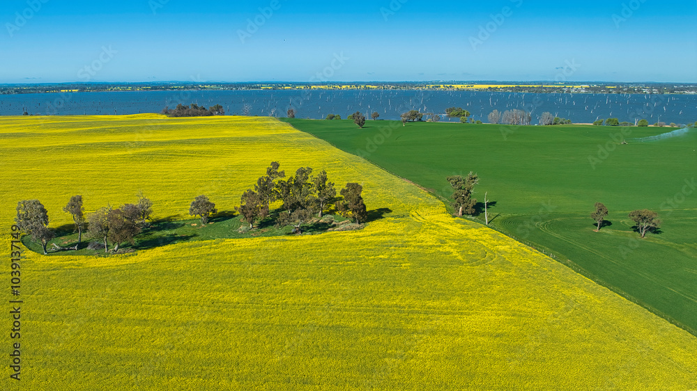 Fototapeta premium Aerial view of canola and green fields together and Lake Mulwala beyond